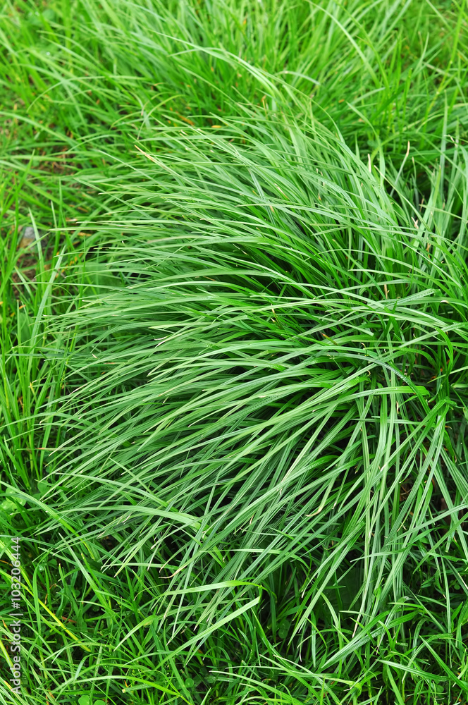 Grass Grass