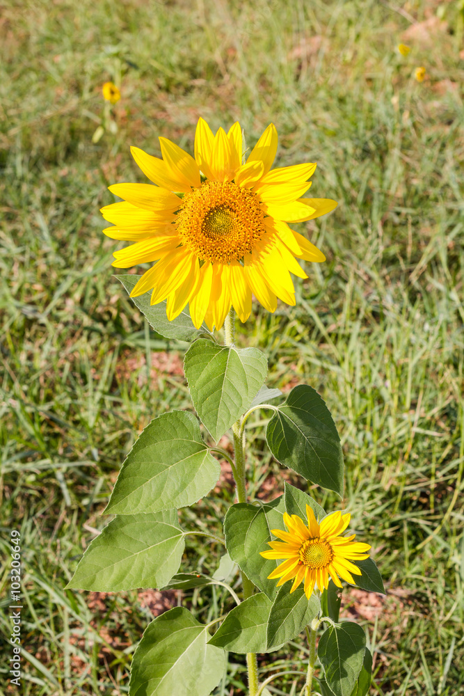 Sunflower in garden Sunflower in garden
