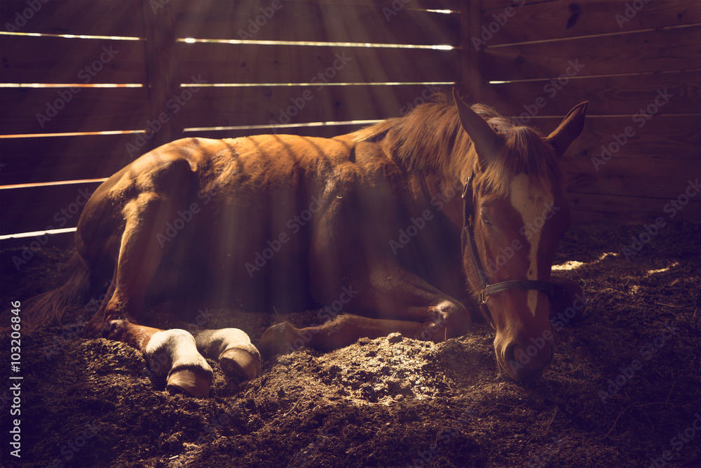 Naklejka premium Młody koń odsadzający leżący w boksie z lśniącymi promieniami słońca wyglądający zmęczony zmęczony senny smutny chory samotny rozluźniony magiczny emocjonalny