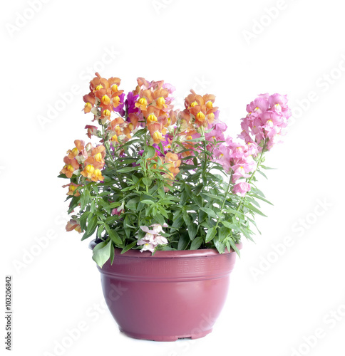 Spring flowers pot