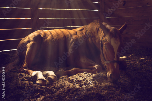 Fotografia Young weanling horse lying down in stall with sunbeams shining looking tired exh