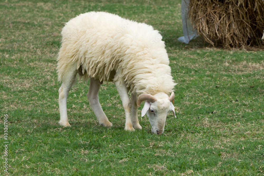 Sheep enjoy eatting in grazing on a green field Sheep enjoy eatting in grazing on a green field