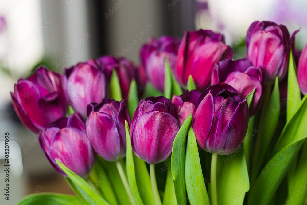 Obraz premium Bouquet of dark-pink tulips close-up