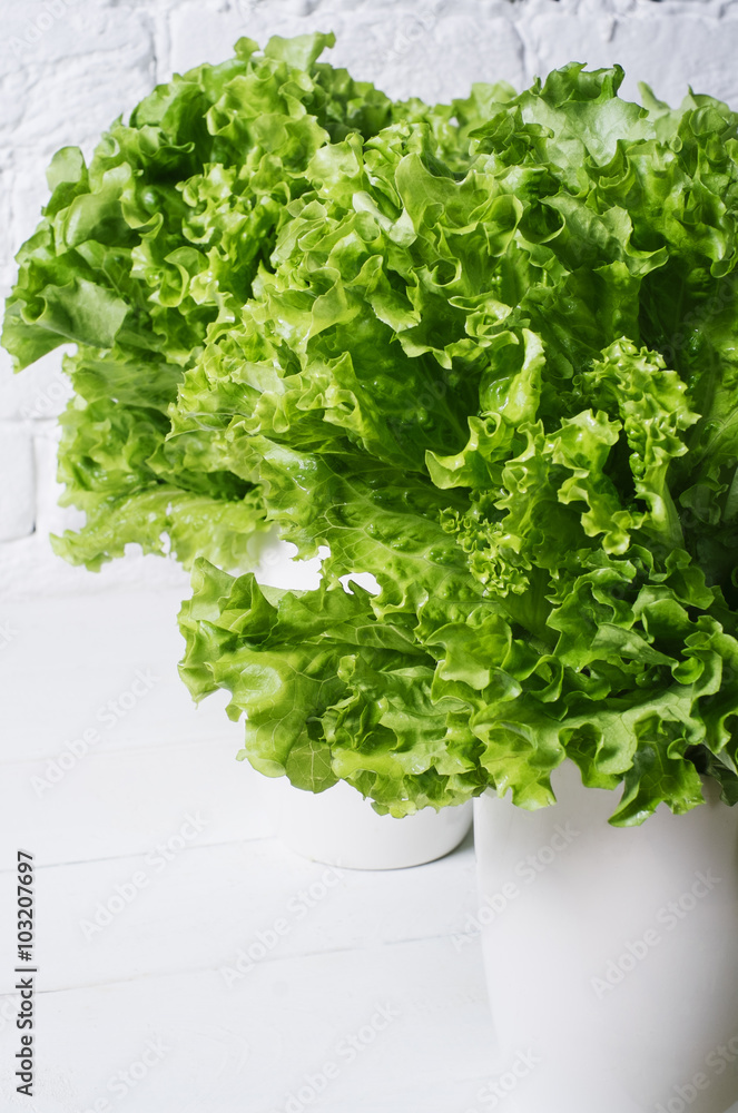 Fresh salad lettuce leaves on a background of white brick wall vertical isolated closeup Fresh salad lettuce leaves on a background of white brick wall vertical isolated closeup