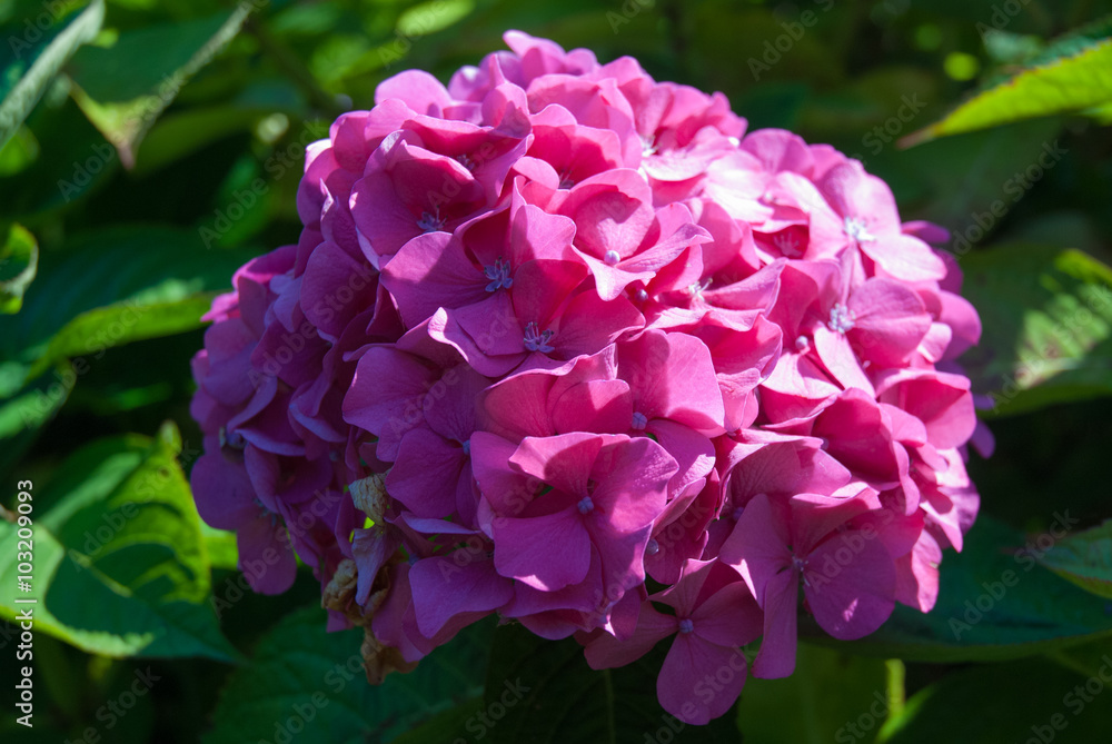 Violet Hortensia Flowers