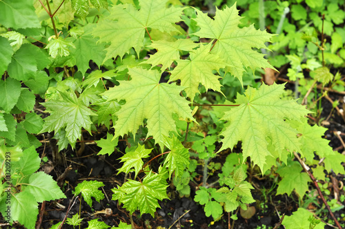 fresh green leaves of maple