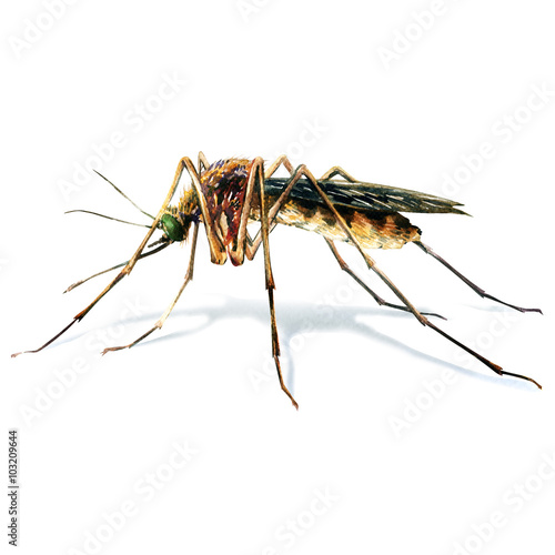 Mosquito isolated on white background © lnsdes