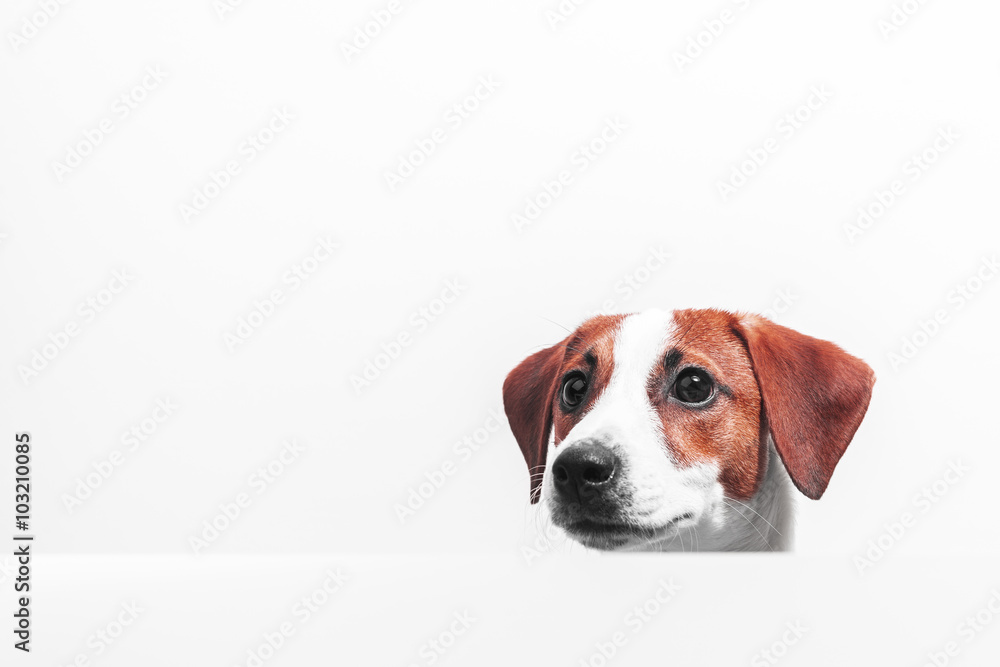Puppy Jack Russell Terrier peeking