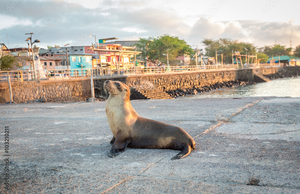 Fototapeta premium Sea lion near the beach in San Cristobal before sunset ,Galapagos