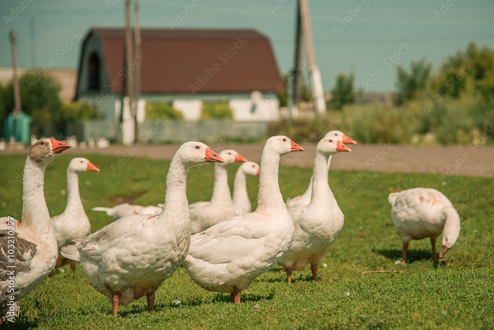 Obraz premium Geese go down at street in the village