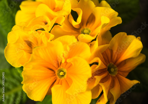 yellow garden flowers closeup