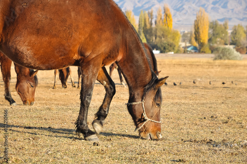 Horses graze the dry grass in the pasture © alsem