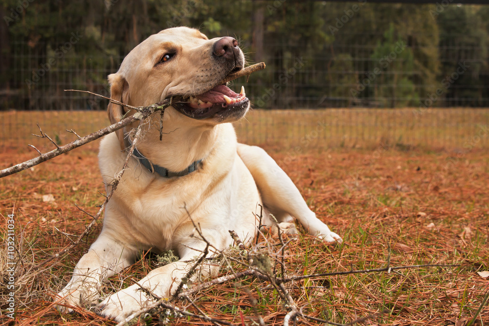 Yellow Labrador retriever dog lying down outisde chewing stick in yard looking happy content relaxed