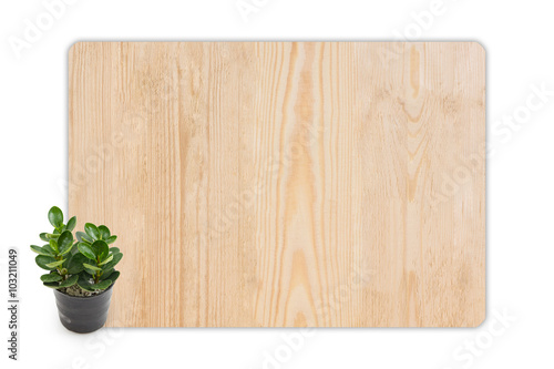 rubber plant (ficus) in the small pots on wood texture backgroun