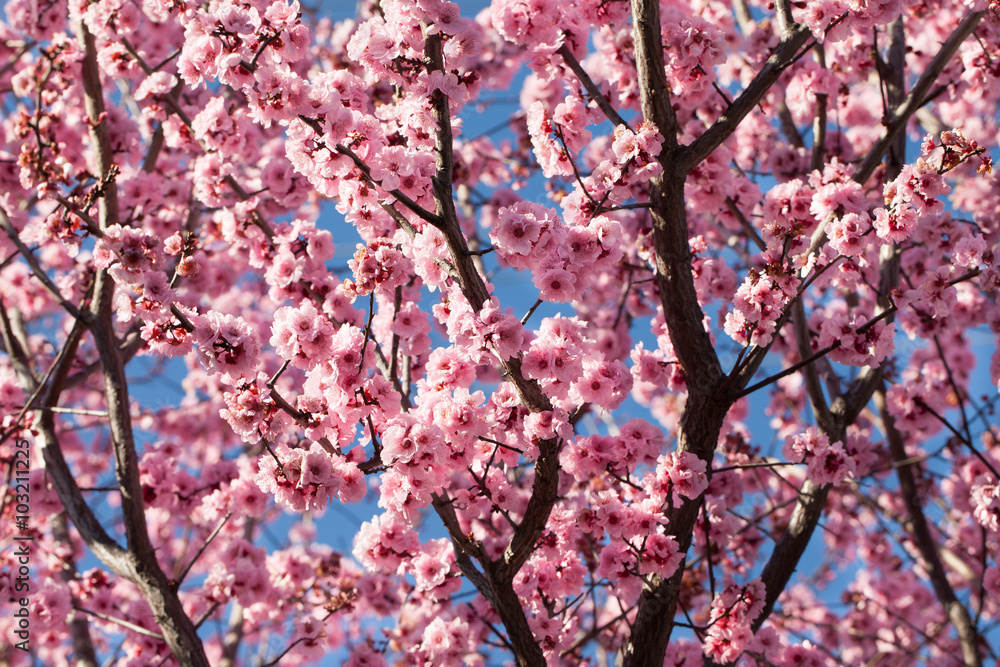 Fototapeta premium Blossoming cherry tree