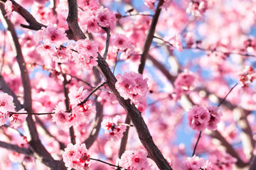 Crédence de cuisine Fleur de cerisier Cerisier en pleine floraison printanière  © janaph