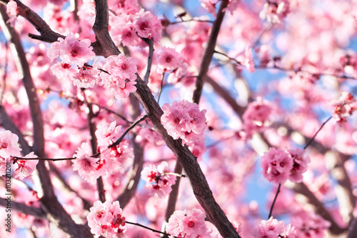 Fotótapéta Blossoming cherry tree