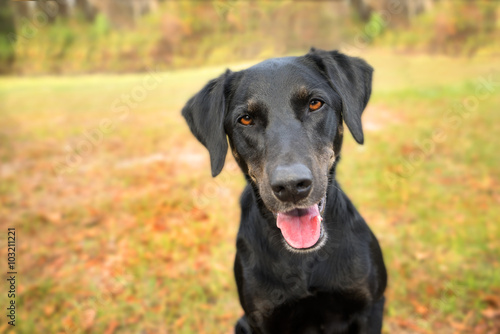 Black labrador retriever greyhound mix dog canine sitting outside looking curious watching waiting alert while happy panting and staring at camera © Lindsay_Helms