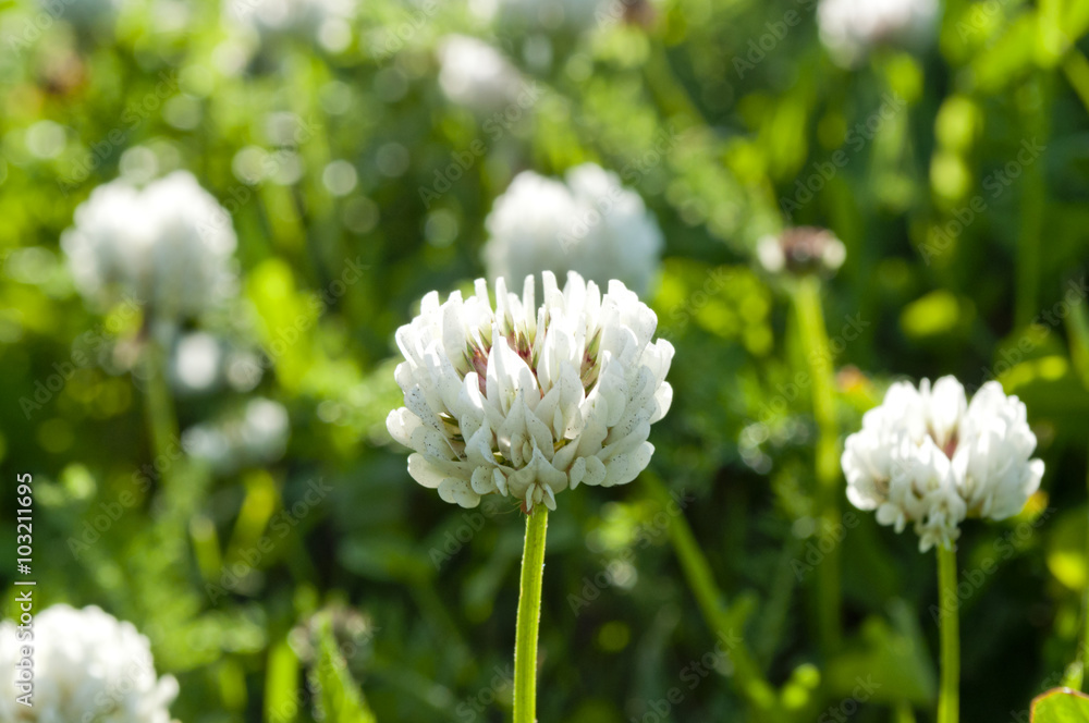 Flowers of white clover on a meadow. Flowers of white clover on a meadow.