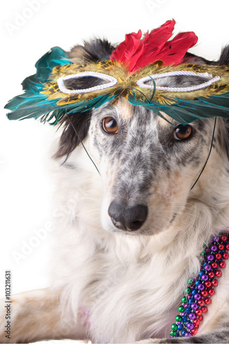 Border Collie Australian shepherd dog wearing feather mask masquerade costume and bead necklace in observance celebration of carnival mardi gras looking at camera and ready to party have fun celebrate