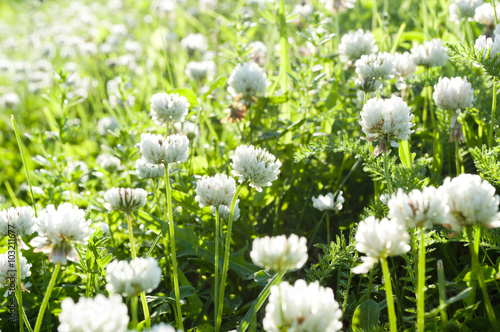 Flowers of white clover on a meadow.