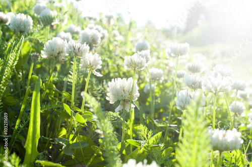 Flowers of white clover on a meadow.