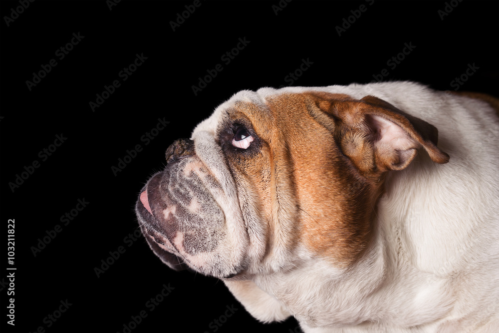 English Bulldog dog canine pet isolated on black background looking up and hopeful curious waiting watching patiently