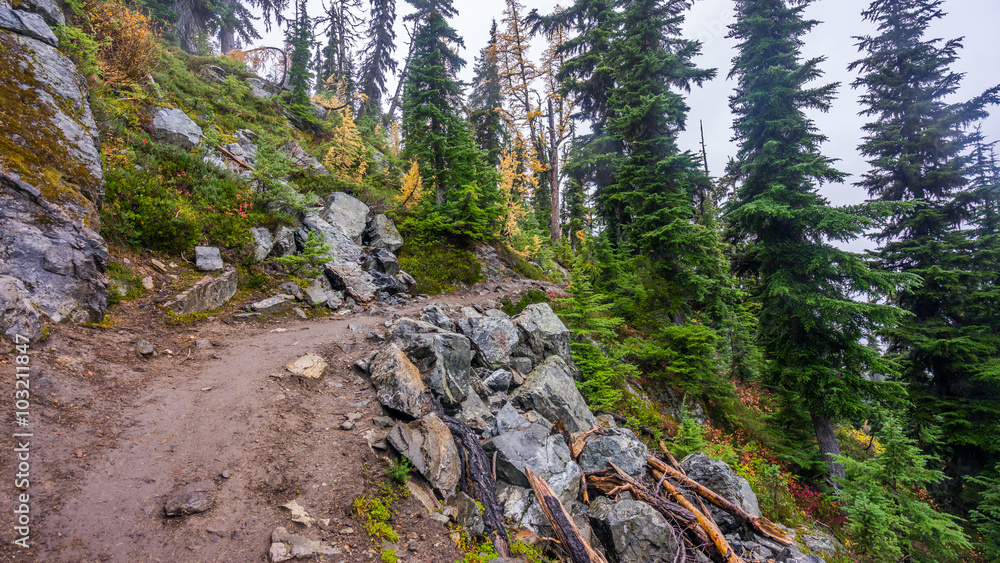 Fototapeta premium Rocky trail in the spruce forest among age-old spruces, BLUE LAKE TRAIL, Washington state