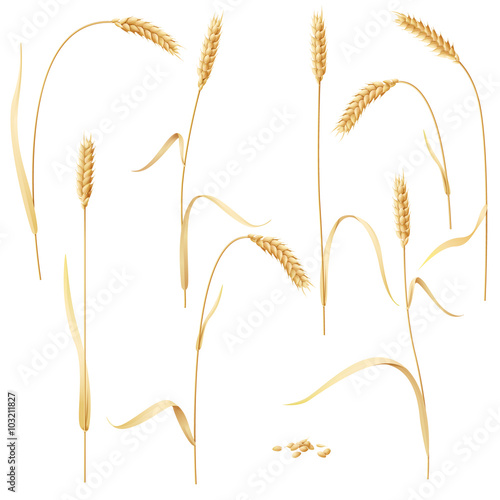 Wheat Ears Set on White