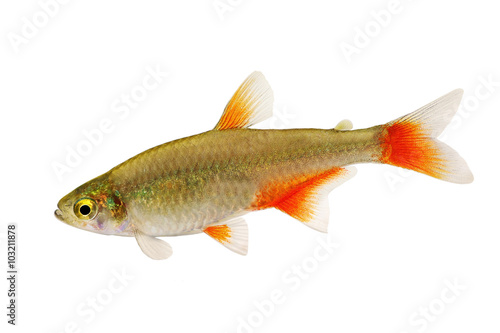 Bloodfin tetra Aphyocharax anisitsi tropical aquarium fish isolated on white