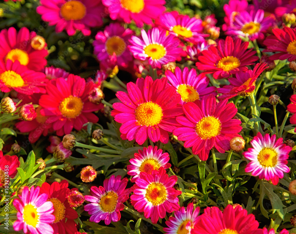 Flowers in the garden Flowers in the garden