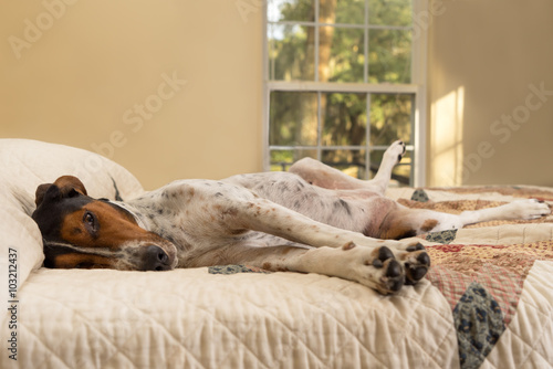 Принти на полотні Treeing Walker Coonhound dog lying upside down on human bed with quilt looking t