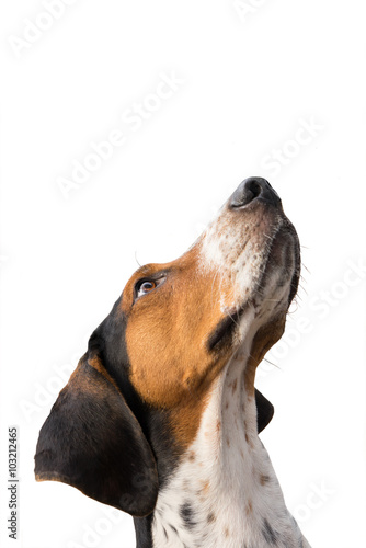 Fototapeta Stromečkování Walker Coonhound lovecký pes vzhlédl s očekáváním prosila čekání s