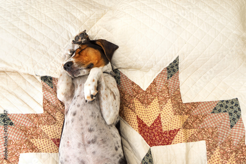 Konstfotografi Treeing Walker Coonhound dog lying upside down sleeping on human bed with quilt