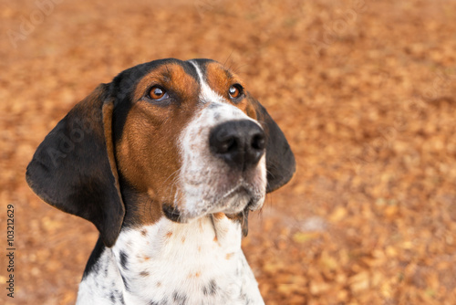 Tablou canvas Treeing Walker Coonhound hound dog outside looking expectantly begging waiting w