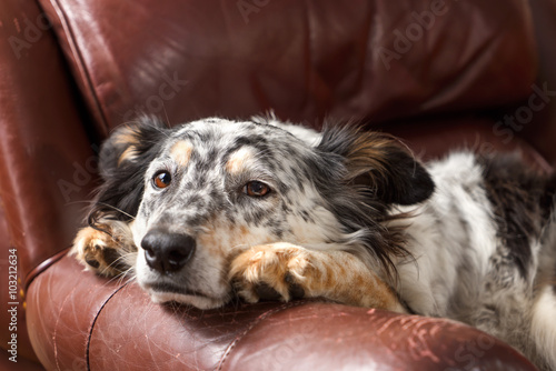 Border collie Australian shepherd dog on brown leather couch armchair looking happy comfortable lounging on furniture waiting watching curious cute uncertain with paws next to face