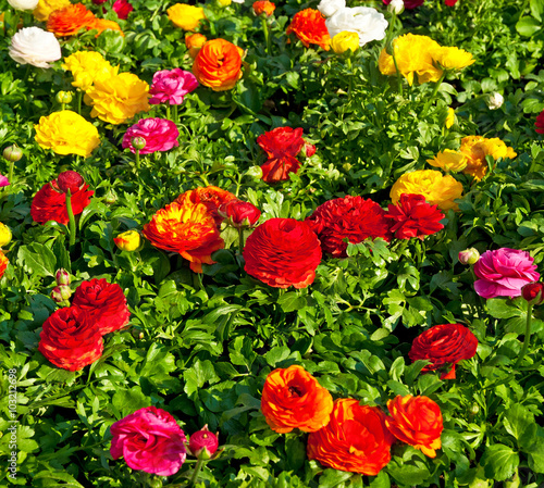 Flowers in the garden
