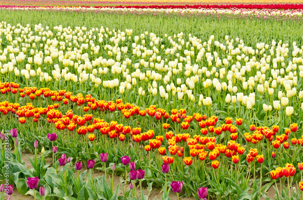 Field of tulips at Skagit, Washington State, America.