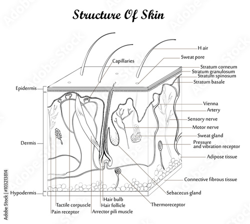 Structure of skin