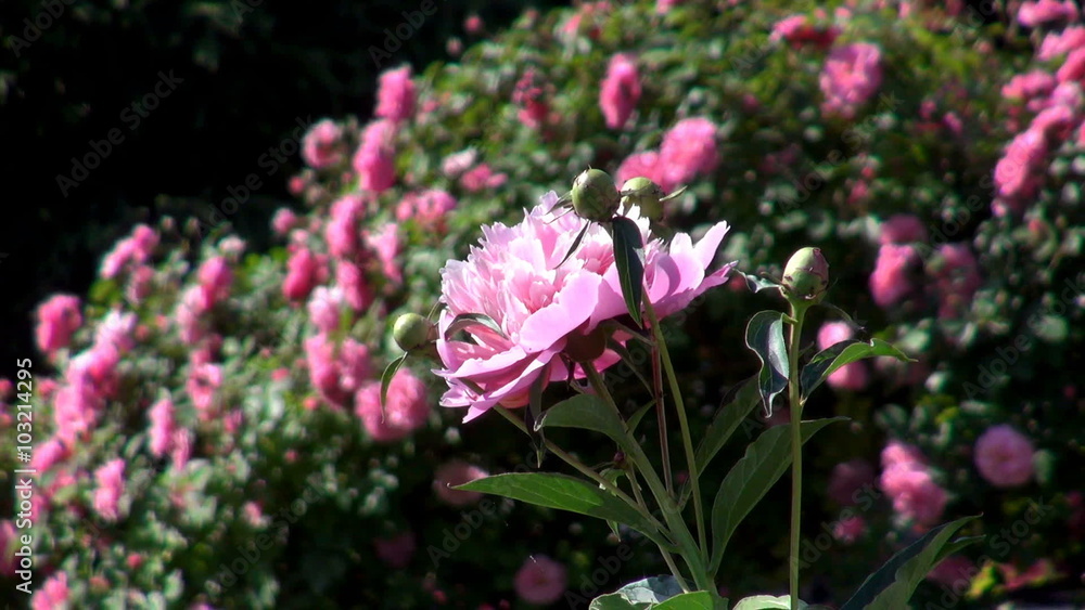 Large pink peony flower on a blurred background of the bush of roses Large pink peony flower on a blurred background of the bush of roses