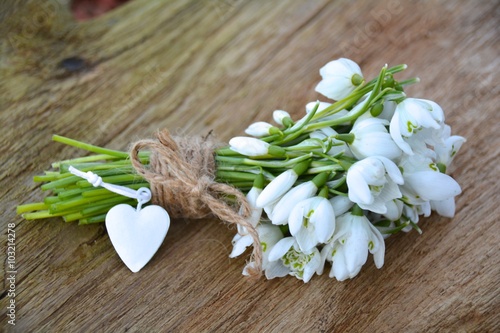 Snowdrops