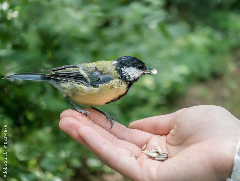 Obraz premium Specjalne spotkanie z bogatka