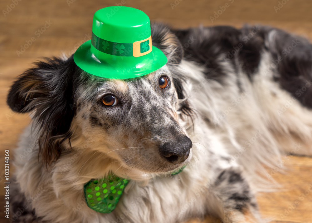 Fototapeta premium Border collie Australian shepherd dog pet wearing green Irish leprachaun saint patrick day hat costume with green bow while mischievous guilty isolated lying down