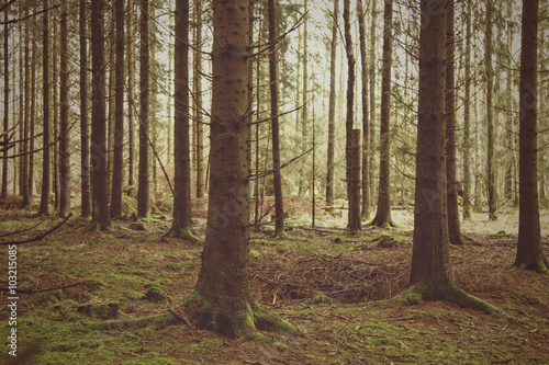 Granskog i Skåne