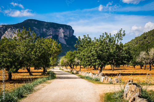 Photos Wanderweg von Bäumen gesäumt - Blick auf den Hausberg von Alar