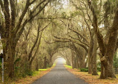 Fototapeta Lines of old live oak trees with spanish moss hanging down on a scenic southern