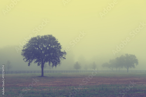 Lonely solitary tree in an open grassy field meadow pasture in the fog looking empty dismal depressing desolate bleak stark grim dramatic moody drab dim dull with retro vintage filter