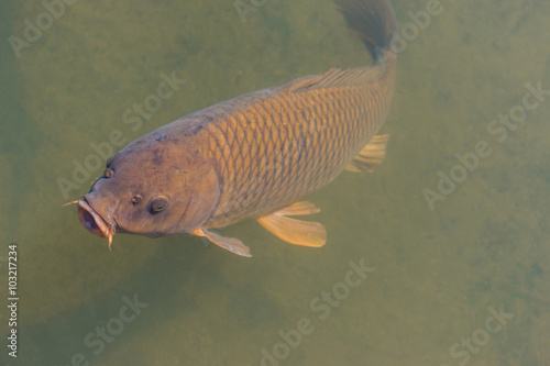 black koi fish swimming.