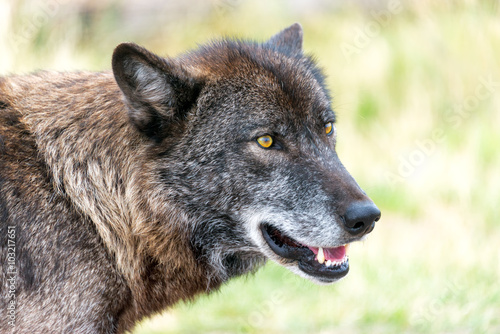 Closeup view of the face of a gray wolf