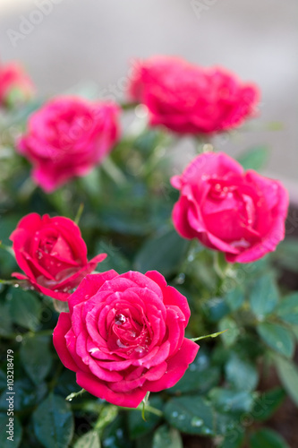 薔薇の花 © TOMO